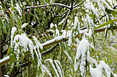 Bamboo leaves in the snow