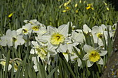 Narcissus