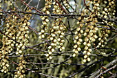 Stachyurus praecox