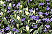 Tulipa fosteriana 'Concerto'