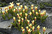 Tulipa fosteriana