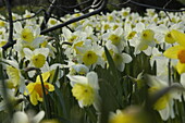 Narcissus