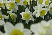 Narcissus