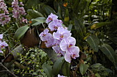 Phalaenopsis 'Inge Bohrk'