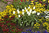 Tulipa, white