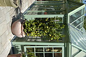 Lemon bush in front of greenhouse