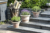 Flower pots on stairs