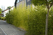 Bamboo hedge