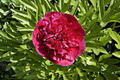 Paeonia lactiflora, red