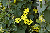 Thunbergia alata