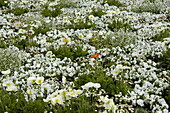 white flowering flowerbed