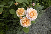 Bed rose, apricot