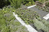 Herb bed with sage