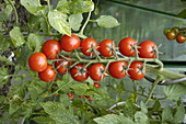 Solanum lycopersicum Tropical
