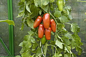 Solanum lycopersicum 'San Marzano'