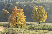 Deciduous trees in autumn