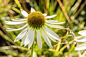 Echinacea purpurea, weiß