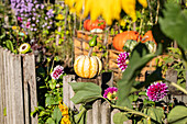 Pumpkin in the garden