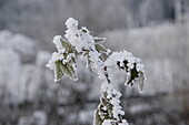 Leaves with hoar frost