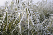 Bamboo leaves with hoarfrost