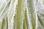 Bamboo leaves with hoarfrost