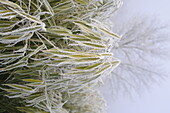 Bamboo leaves with hoarfrost