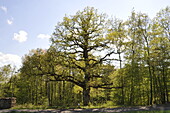 old tree in spring