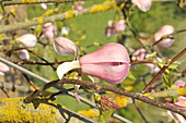 Magnolia gresham Jos McDaniel