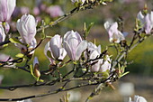 Magnolia x soulangiana 'Alexandrina'