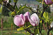 Magnolia soulangiana Sweet Symphonie