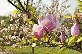 Magnolia soulangiana Sweet Symphonie