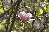 Magnolia x soulangiana 'Burgundy'