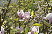 Magnolia x soulangiana 'Purpliana