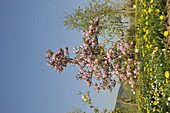 Magnolia brooklynensis