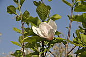 Magnolia