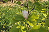 Magnolia