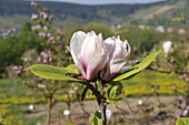 Magnolia 'Pikards Maime'