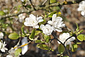 Magnolia x loebneri 'White Rose'