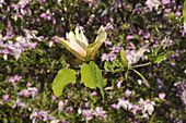 Magnolia acuminata