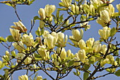 Magnolia acuminata var. subcordata