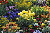 yellow tulips among spring flowers