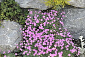 Dianthus gratianopolitanus, rosa