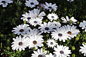 Osteospermum ecklonis 'Compact FlowerPower® White