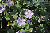 Geranium renardii 'Tcschelda'