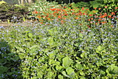 Brunnera macrophylla 'Langtrees'