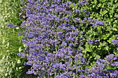 Nepeta 'Superba'