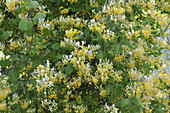 Lonicera japonica