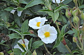 Cistus laurifolius