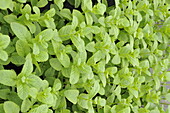 English Green Mint