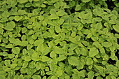Mentha spicata 'English Green'